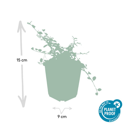 6x Cotoneaster pr. 'Streib's Findling' - ↕10-25cm - Ø9cm - Pflanzfix24.de - Pflanzfix24.de