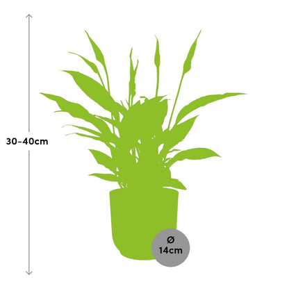 Friedenslilie Spathiphyllum Torelli 12 cm im ELHO Vibes Fold Topf | Pflanzfix24