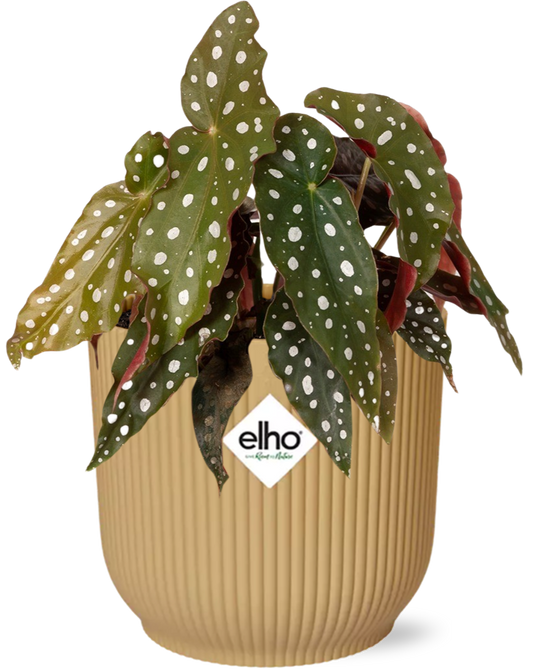 Begonia Maculata + ELHO Vibes Fold 14cm geel - Pflanzfix24.de - Pflanzfix24.de