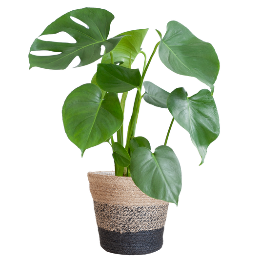 Monstera Deliciosa mit Lissabon-Schwarzkorb - 50cm - Ø17 - Pflanzfix24