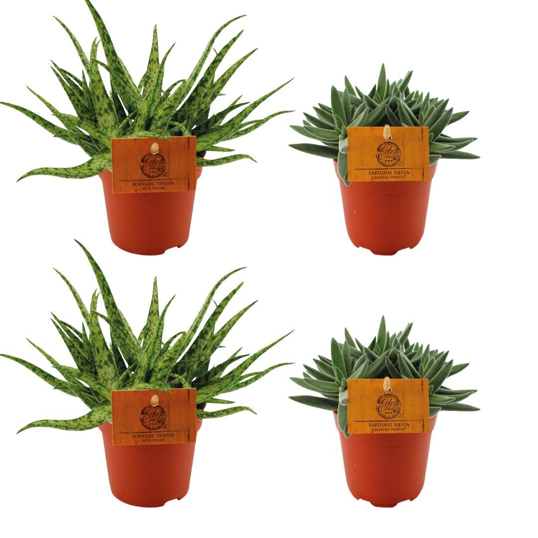 2x Aloe Spider + 2x Crassula Tenelli - 4 stuks - Ø10.5cm - ↕10cm - pflanzfix24