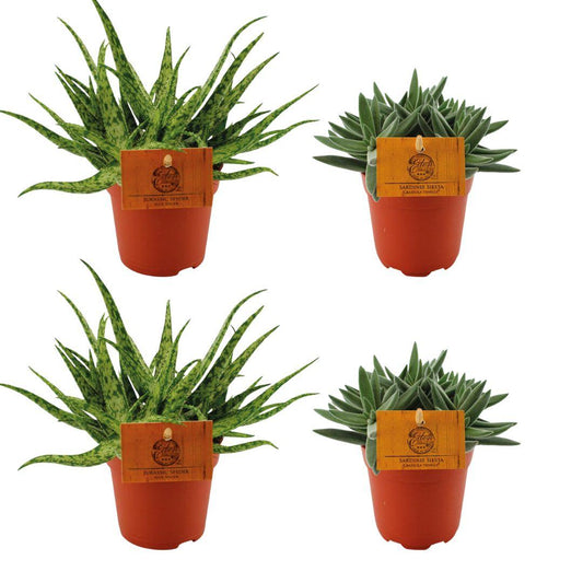 2x Aloe Spider + 2x Crassula Tenelli - 4 stuks - Ø10.5cm - ↕10cm - pflanzfix24