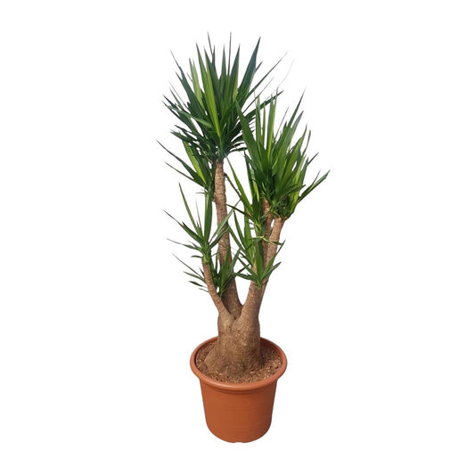 Yucca Elephantipes Verzweigt 190cm Ø55cm | Pflanzfix24.de - Pflanzfix24.de