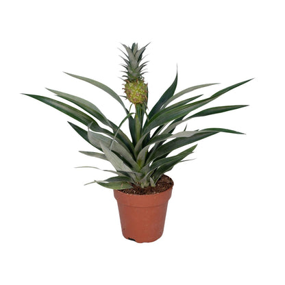 Ananas-Pflanze Bromelia - Ø12cm - ↕30cm bei Pflanzfix24.de - Pflanzfix24.de
