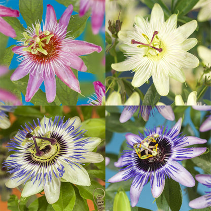 Passiflora Rainbow - 4er Set - Topf 11cm - Pflanzfix24.de - Pflanzfix24.de