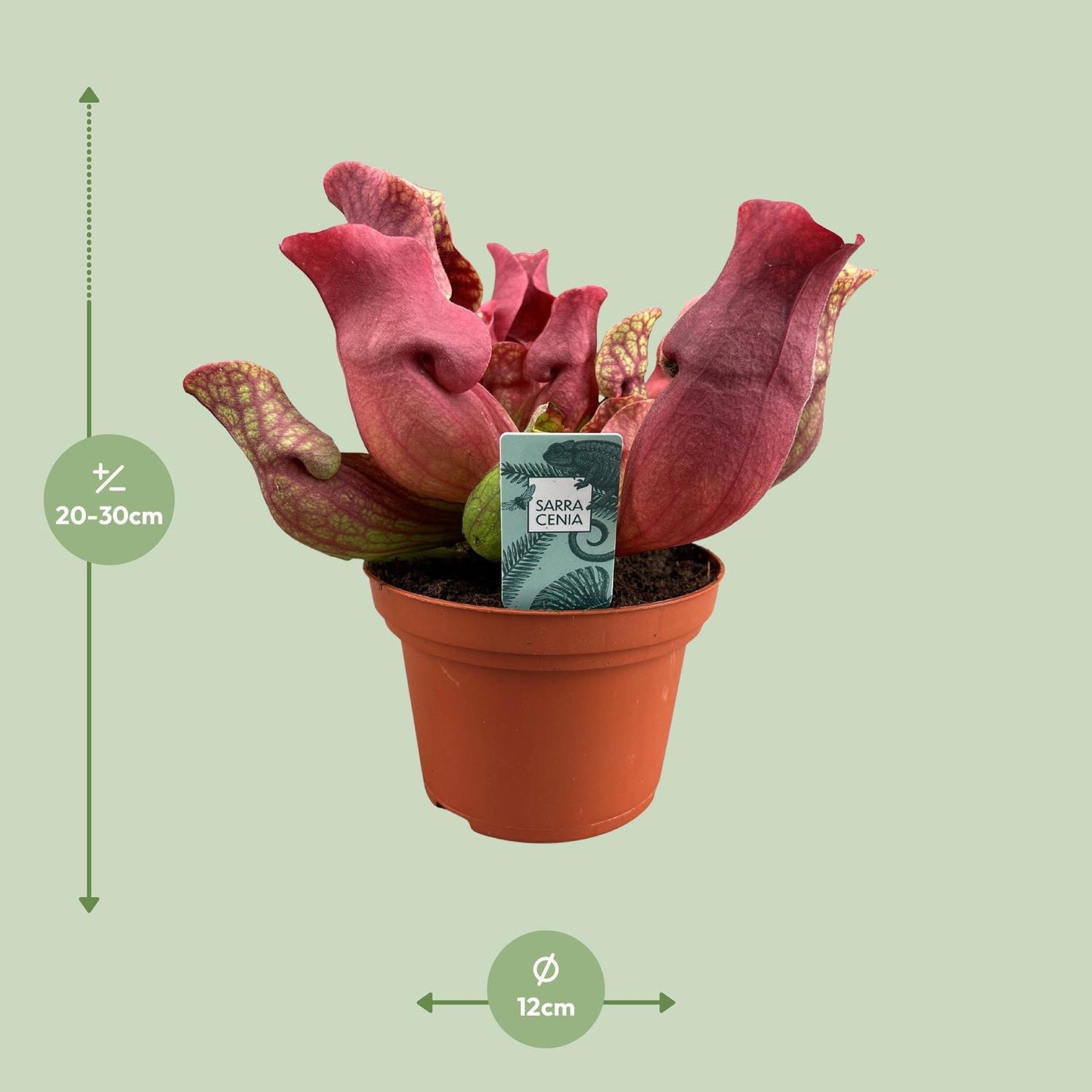Sarracenia Maroon - Ø12 ↕23 | pflanzfix24