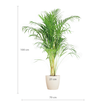 Areca Palm (Dypsis) mit Viber Weiß - 100cm - Ø21 - Pflanzfix24