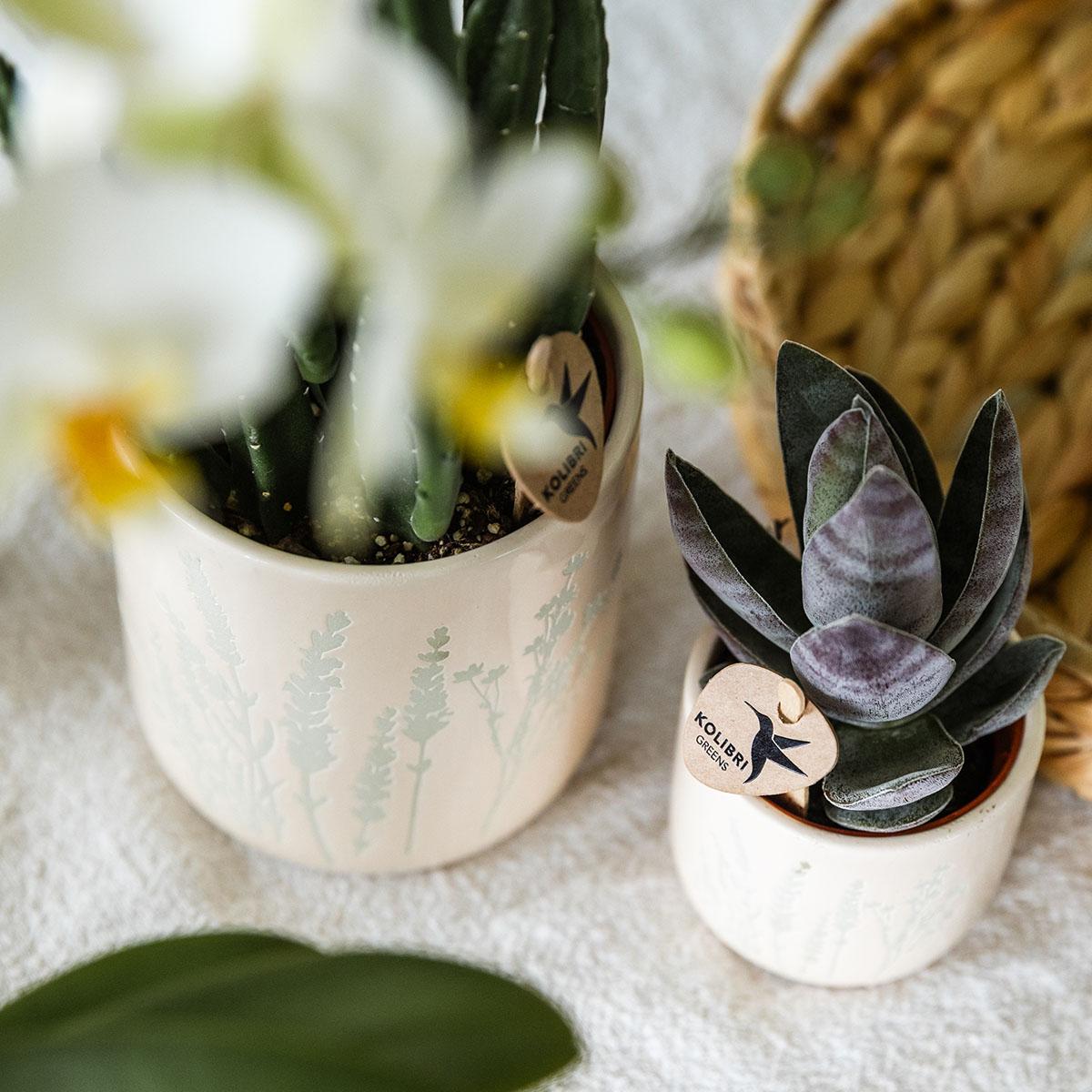 Ostern Geschenkset Kolibri Orchids | Pflanzfix24
