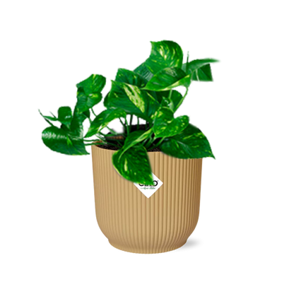 Epipremnum Pinnatum 'Aureum' in ELHO Vibes Fold 14cm gelb - pflanzfix24