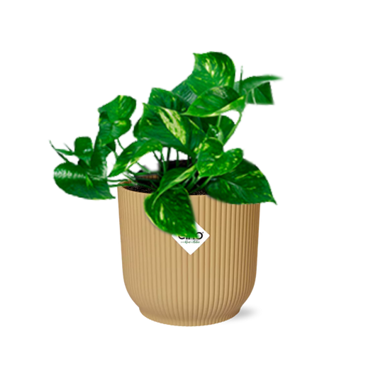 Epipremnum Pinnatum 'Aureum' in ELHO Vibes Fold 14cm gelb - pflanzfix24
