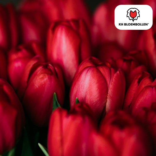Tulpenbollen Ile de France – 20 Stuks | KH Bloembollen® - Pflanzfix24