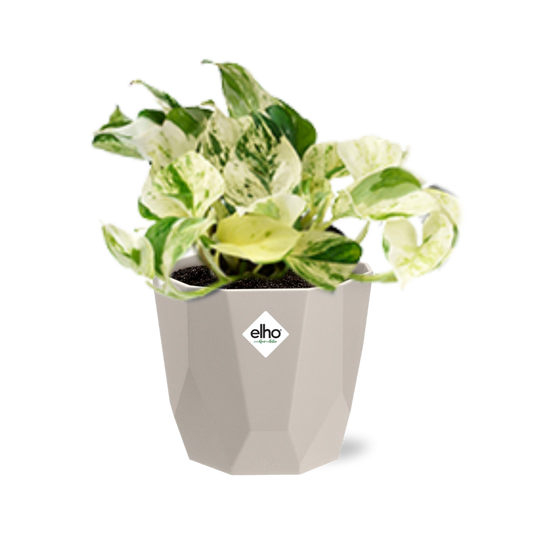 Epipremnum Pinnatum Happy Leaf in ELHO b.for rock 14 cm warm grey - Pflanzfix24