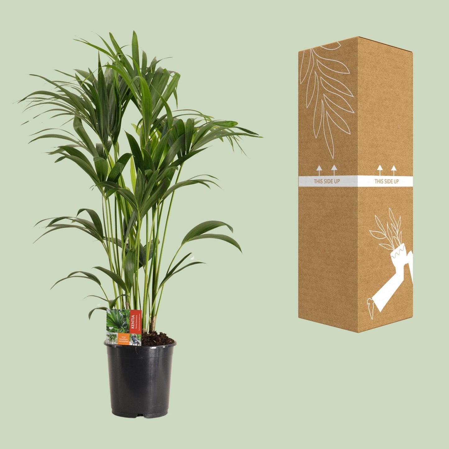 Kentia-Palme - Howea Forsteriana - Ø24cm - ↕120cm - pflanzfix24