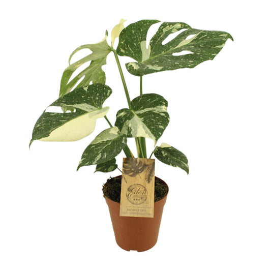 Monstera Thai Constellation Ø15cm, 50cm hoch | Pflanzfix24.de - Pflanzfix24.de