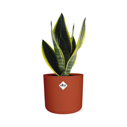 Sansevieria Futura Superba in ELHO b.for soft rond 14cm brique - Pflanzfix24