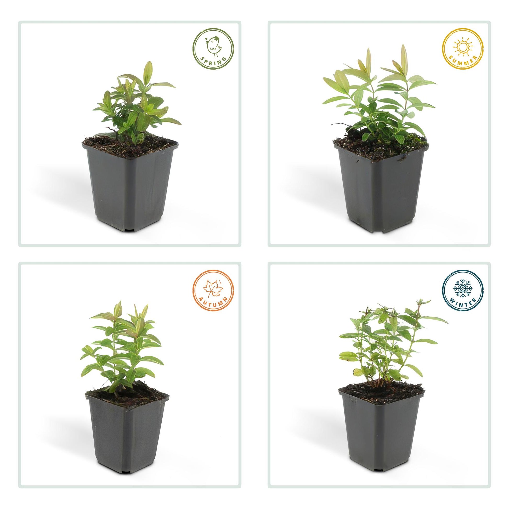 12x Hypericum calycinum Ø9cm | Gelbe Blüten Bodendecker | Pflanzfix24.de - Pflanzfix24.de