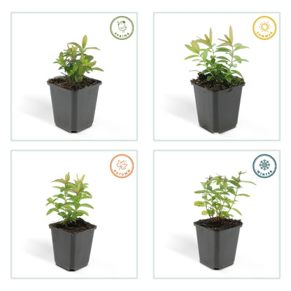 12x Hypericum calycinum Ø9cm | Gelbe Blüten Bodendecker | Pflanzfix24.de - Pflanzfix24.de