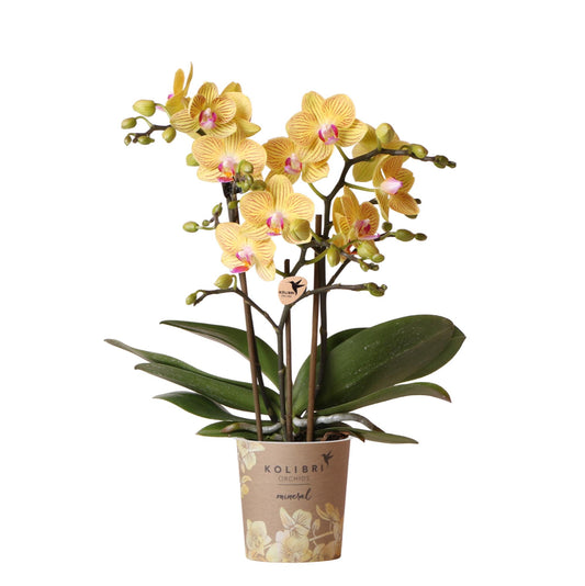 Phalaenopsis Orchidee Lima Gelb – 9cm Topf bei Pflanzfix24.de - Pflanzfix24.de