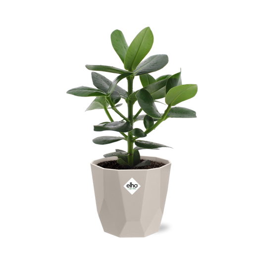 Clusia Princess in ELHO b.for rock 14 cm warm grey - Pflanzfix24
