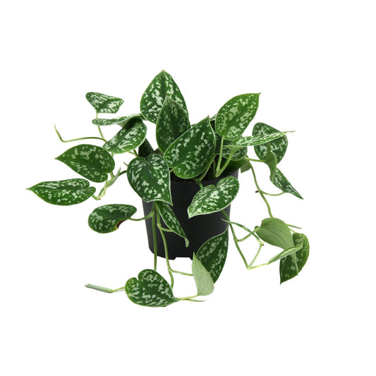 Scindapsus (Epipremnum) Pictus Argyraeus - Ø12cm - Pflanzfix24