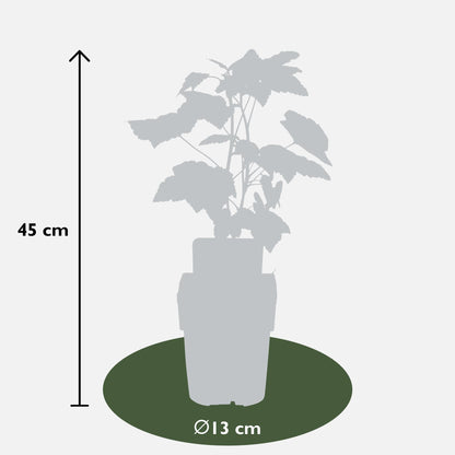 Ribes nigrum 'Ben Nevis' - Schwarze Johannisbeere - Ø13cm - ↕45cm - Pflanzfix24