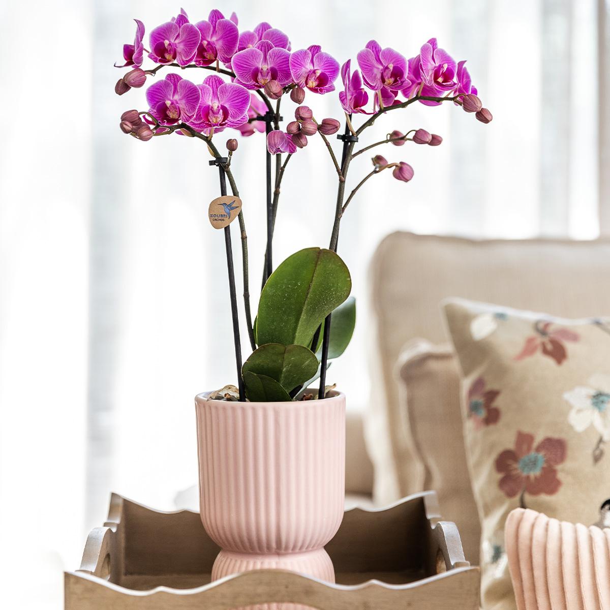 Phalaenopsis Orchidee El Salvador + Diabolo Topf Rosa | Pflanzfix24
