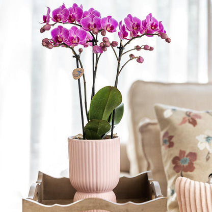 Phalaenopsis Orchidee El Salvador + Diabolo Topf Rosa | Pflanzfix24