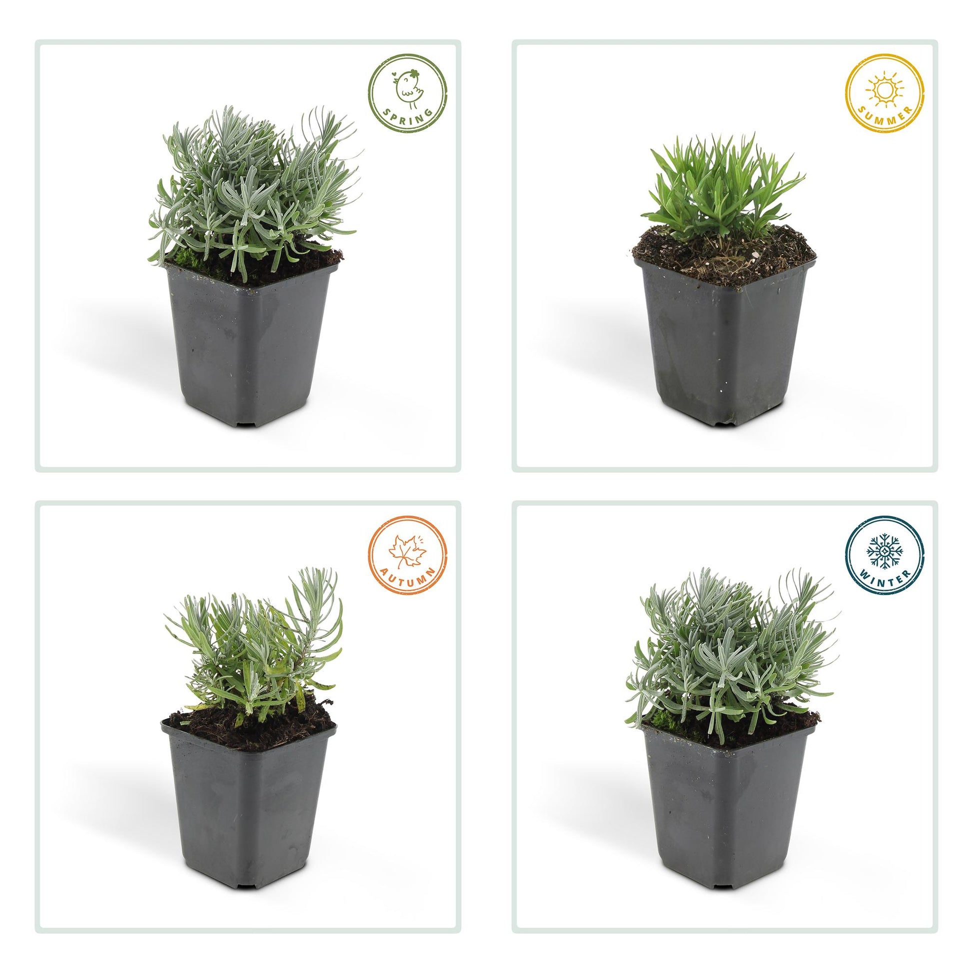 40x Lavandula 'Hidcote' - Pflanzfix24.de - Pflanzfix24.de