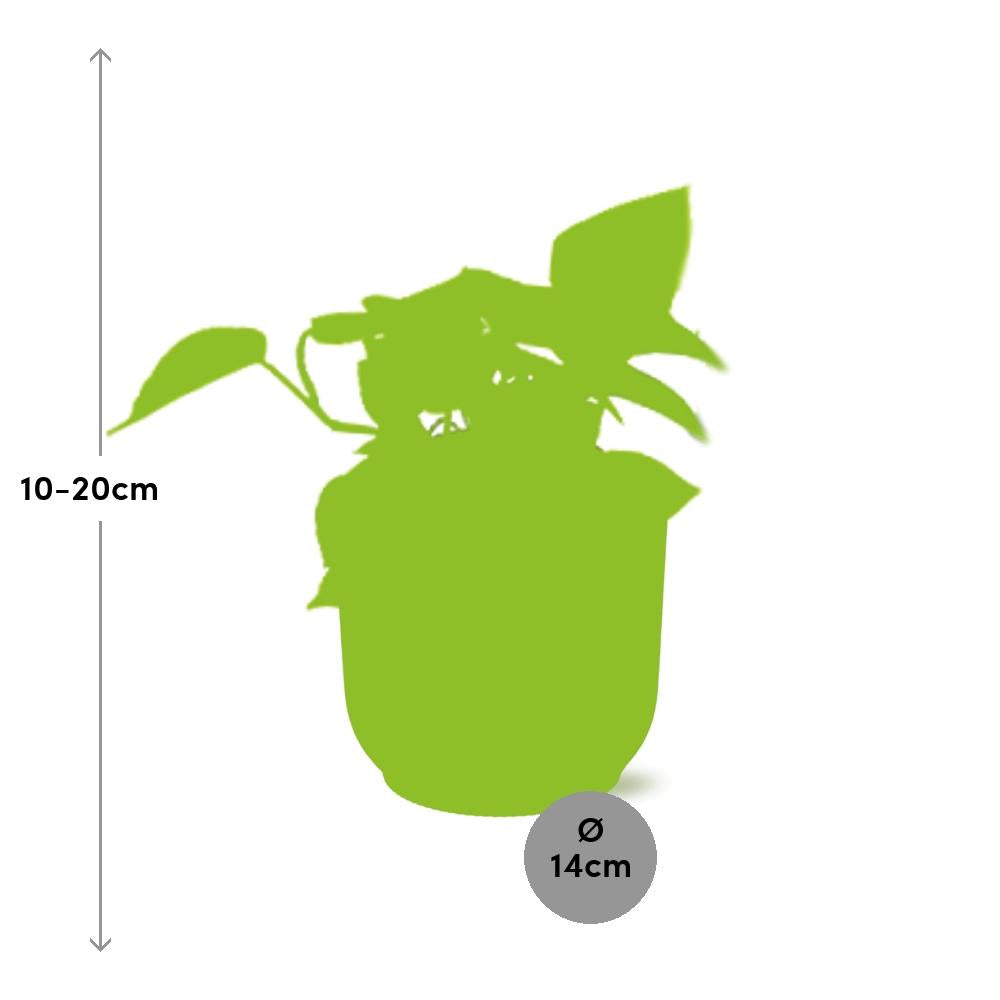 Epipremnum aureum 'Goldener Pothos' - pflanzfix24