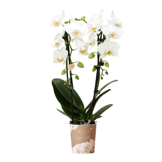 Kolibri Orchideen Phalaenopsis Niagara Fall Weiß Ø9cm – Pflanzfix24.de - Pflanzfix24.de