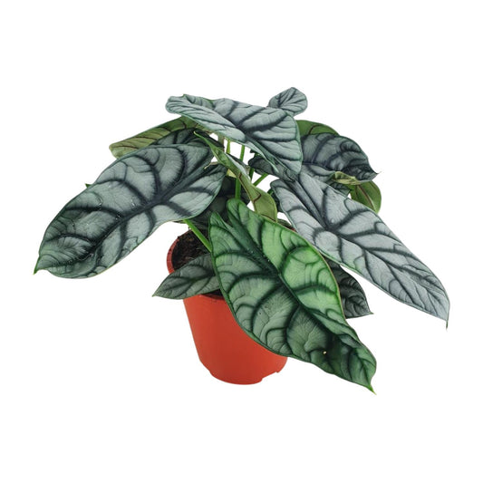 Alocasia Silver Dragon - Ø19cm - ↕45cm - Pflanzfix24