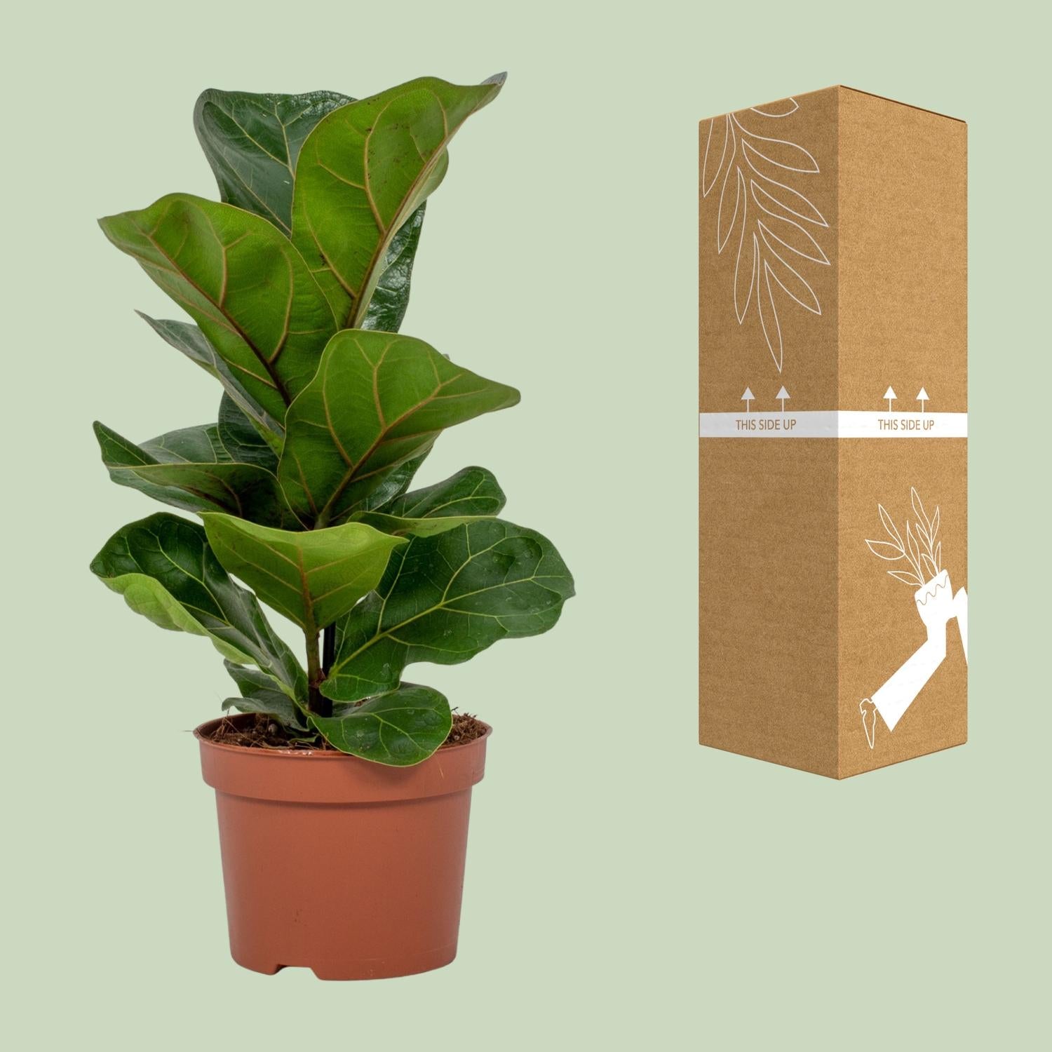 Ficus Lyrata - Ø12cm - ↕30cm - Pflanzfix24.de - Pflanzfix24.de