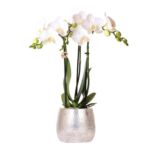 Orchidee Amabilis Ø9cm Elite Silber Topf – Pflanzfix24.de - Pflanzfix24.de