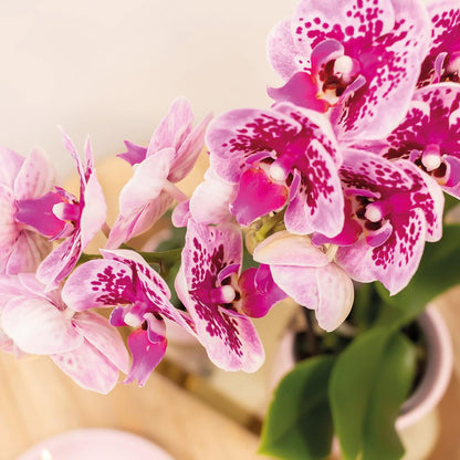 Phalaenopsis Orchidee Rosa-Lila | Diamond-Linie | Pflanzfix24.de - Pflanzfix24.de
