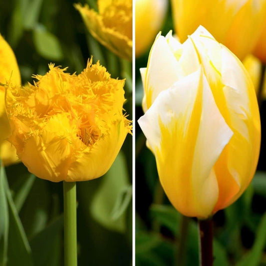 Pflanzfix24 - Gelbe Tulpen 'Yellow Splash' - 30 Blumenzwiebeln - Größe 12+
