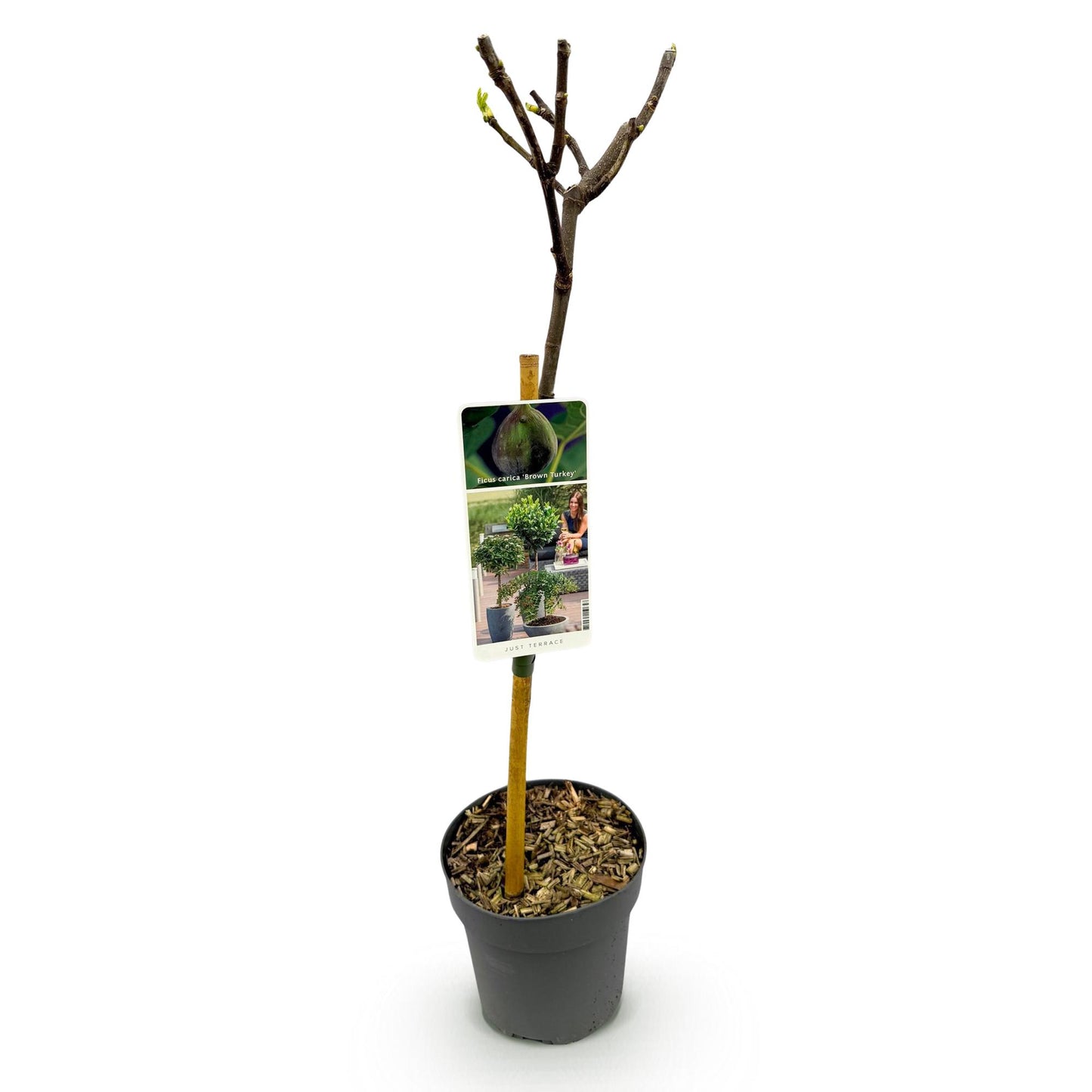 Ficus Carica Brown Turkey Feigenbaum - 90 cm - Pflanzfix24