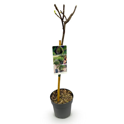 Ficus Carica Brown Turkey Feigenbaum - 90 cm - Pflanzfix24