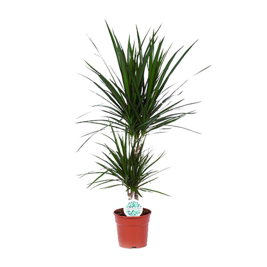 Dracaena Marginata - Ø17cm - pflanzfix24