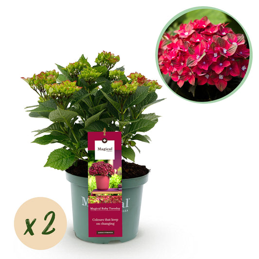 Hortensie - Hydrangea Magical Teusday & Saphire - Rot - 2 Pflanzen - Pflanzfix24.de - Pflanzfix24.de