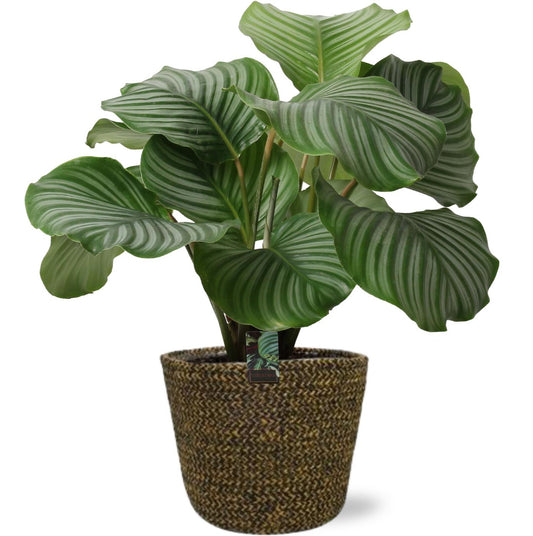 Calathea Orbifolia + Selin Pot Schwarz - Pflanzfix24