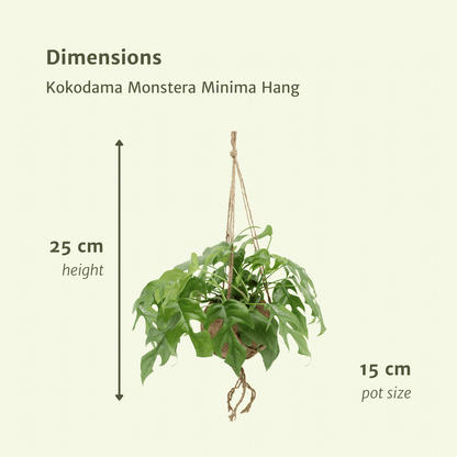 Monstera Minima Hängepflanze im Kokodama – 2er-Set | Pflanzfix24.de - Pflanzfix24.de