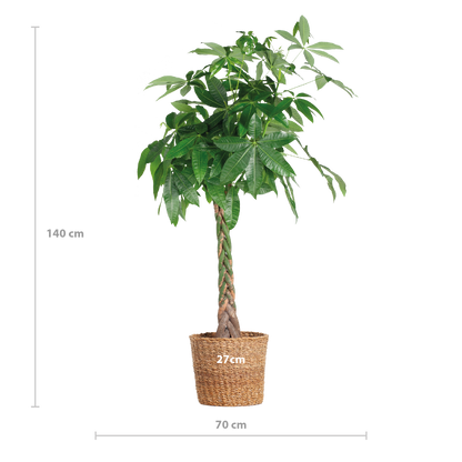 Pachira Aquatica XL mit Torun-Korb - 140 cm - Ø24 - Pflanzfix24