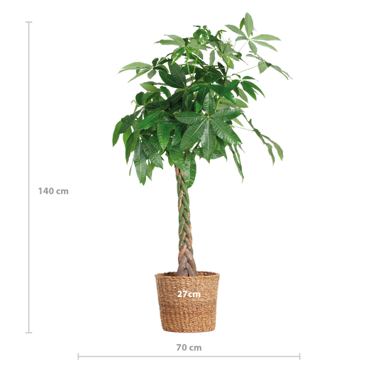Pachira Aquatica XL mit Torun-Korb - 140 cm - Ø24 - Pflanzfix24
