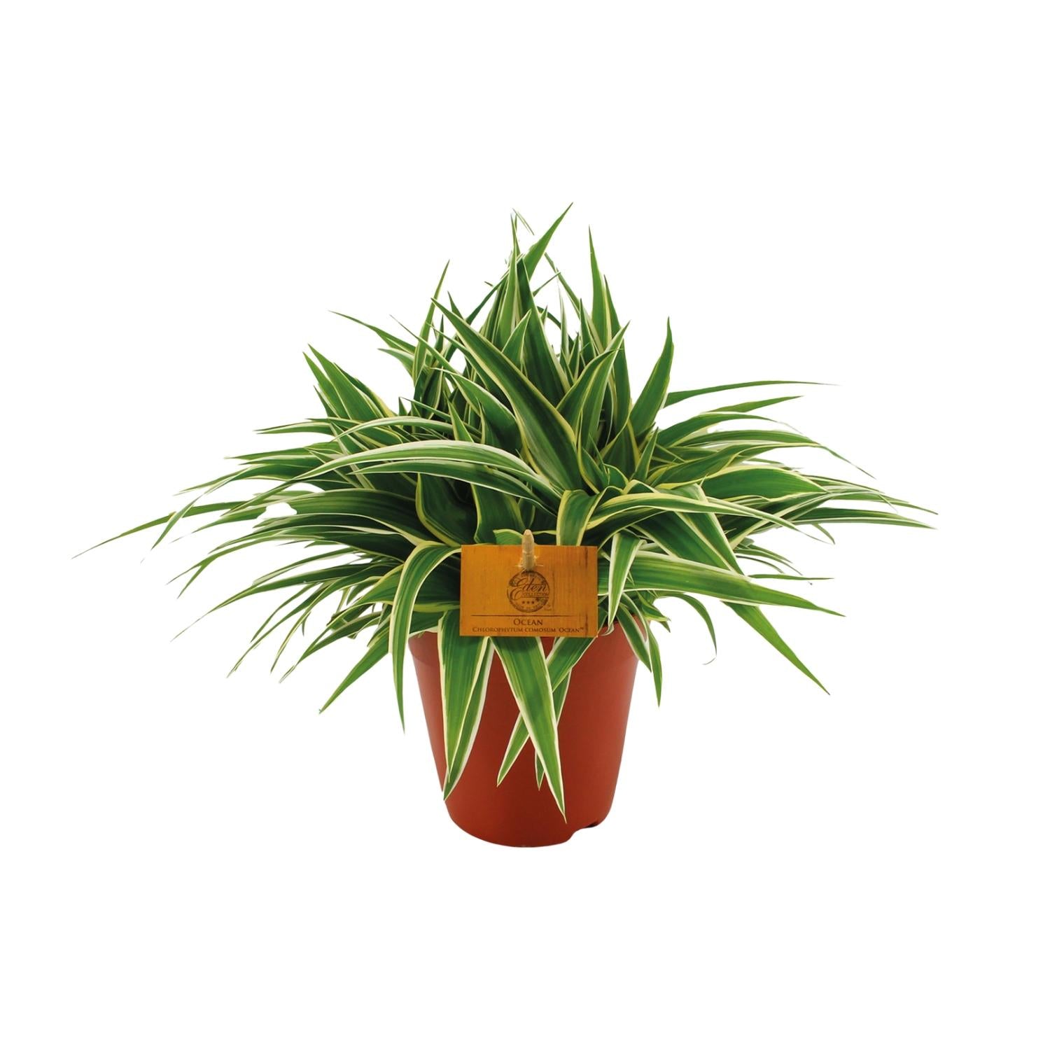 Chlorophytum Ocean - Ø15cm - ↕25cm bei Pflanzfix24.de - Pflanzfix24.de