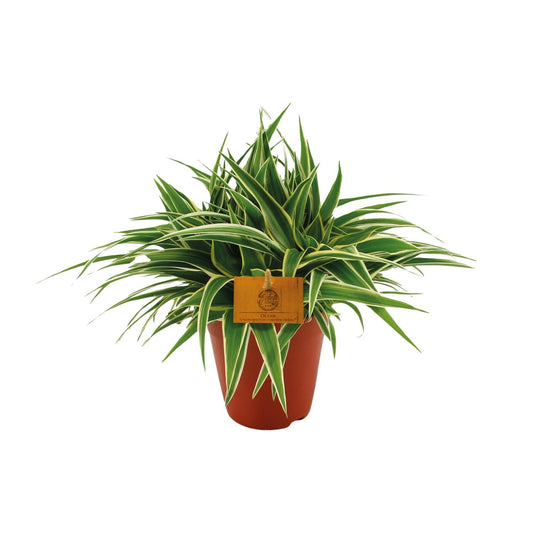 Chlorophytum Ocean - Ø15cm - ↕25cm bei Pflanzfix24.de - Pflanzfix24.de