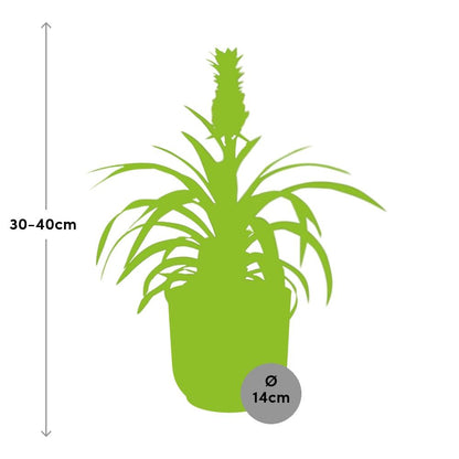 Ananas Mi Amigo in ELHO Vibes Fold 14cm geel - pflanzfix24