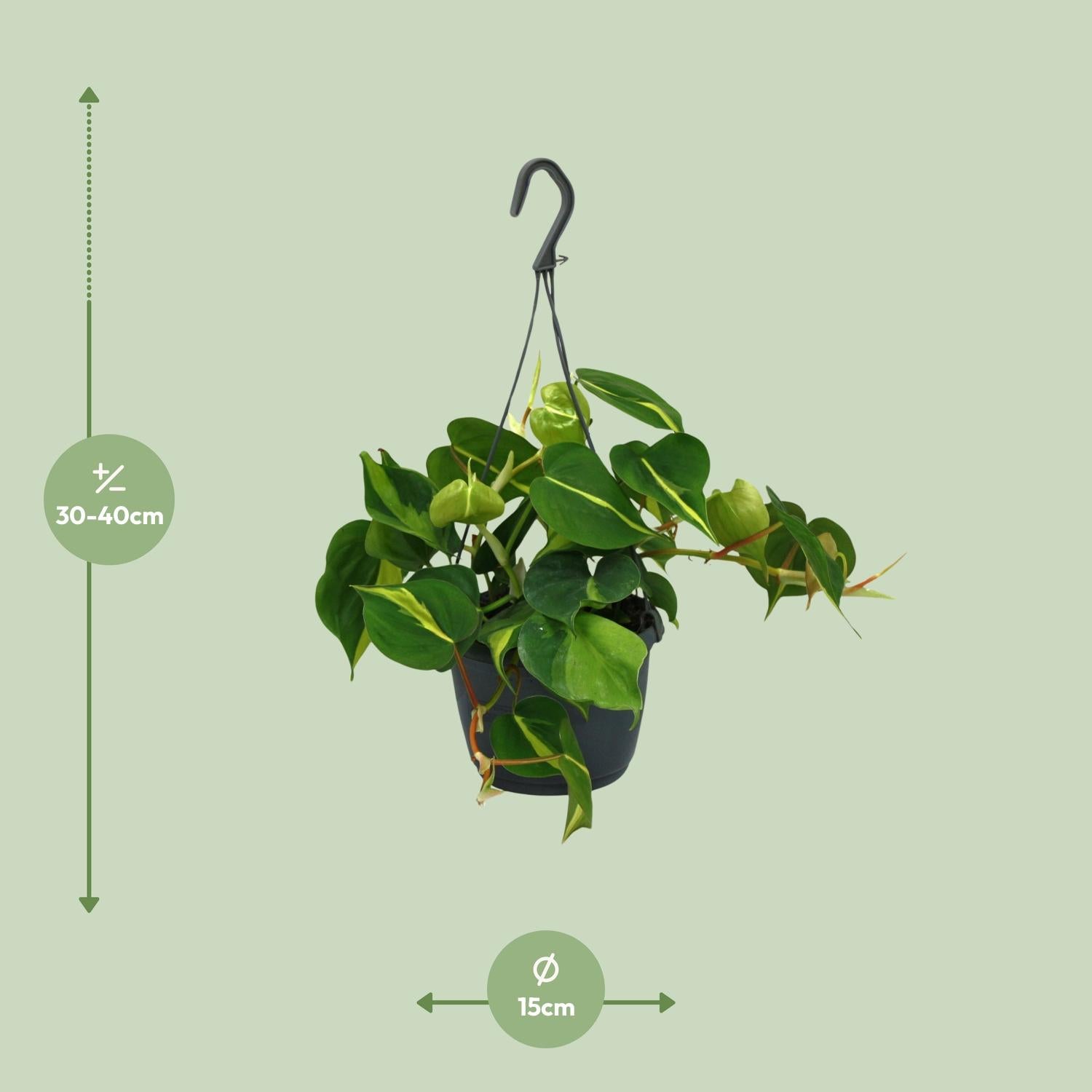 Philodendron Scandens Brasil 35cm Ø15cm – Zimmerpflanze | Pflanzfix24.de - Pflanzfix24.de