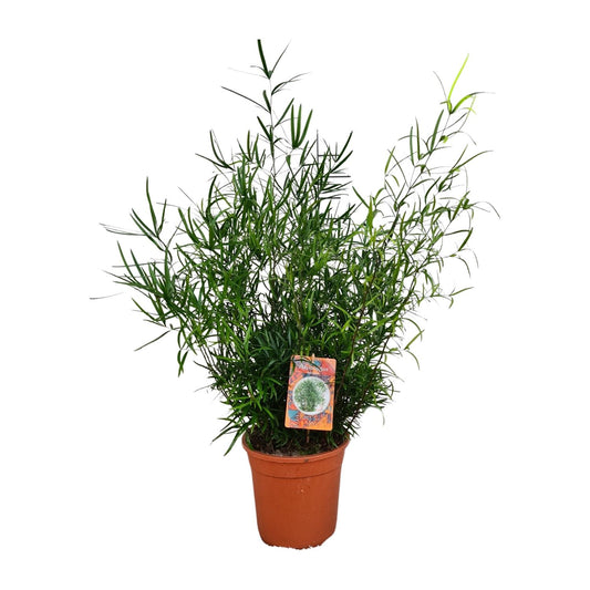 Asparagus Falcatus - Ø21cm - ↕70cm - Pflanzfix24