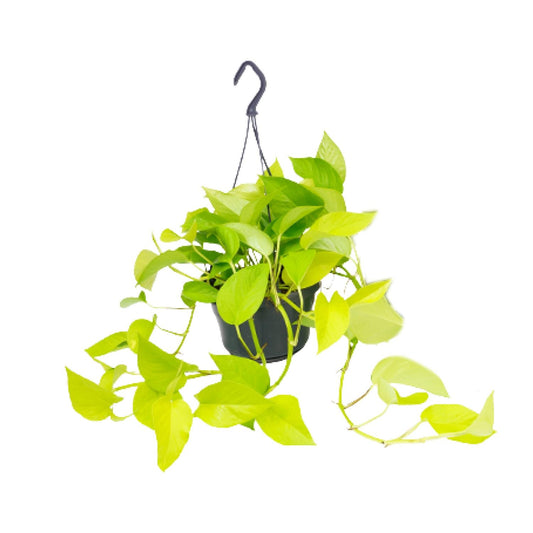 Epipremnum Golden Pothos - Scindapsus - Ø15 - ↕25cm - Pflanzfix24.de - Pflanzfix24.de