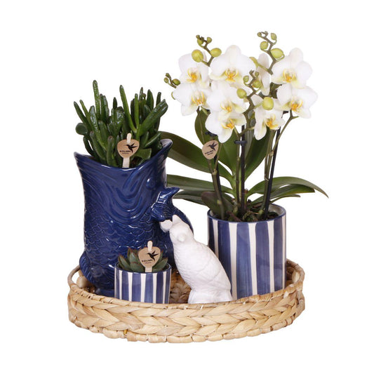 Pflanzset Mediterranean Sunset – Orchidee & Sukkulenten | Pflanzfix24.de - Pflanzfix24.de